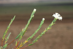 Pimelea glauca