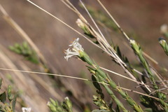 Pimelea glauca