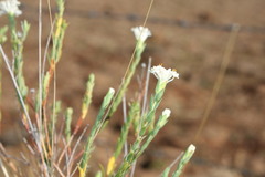 Pimelea glauca