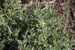 Sclerolaena muricata muricata