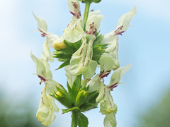 Stachys recta recta