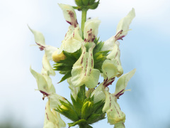 Stachys recta recta