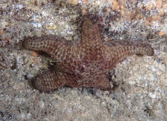 Asteropsis carinifera