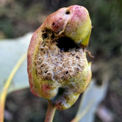 Fergusobia