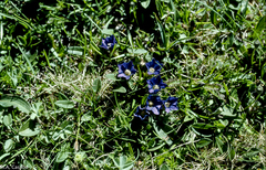 Gentiana pyrenaica