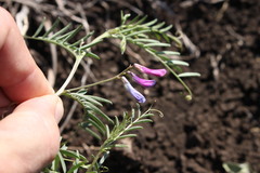 Vicia monantha