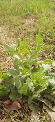 Urospermum picroides