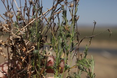 Vittadinia pterochaeta