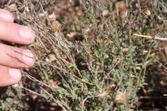 Vittadinia pterochaeta