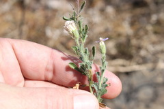 Vittadinia pterochaeta