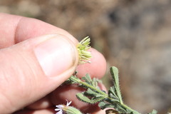 Vittadinia pterochaeta