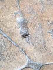 Apis dorsata breviligula