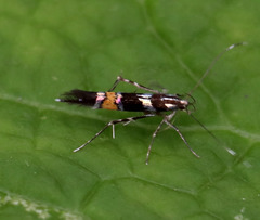 Cosmopterix zieglerella