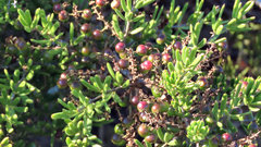 Asparagus crassicladus