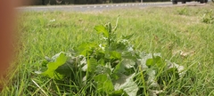 Urospermum picroides