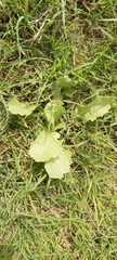 Urospermum picroides