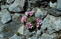 Androsace halleri