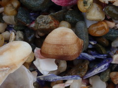 Striarca pisolina