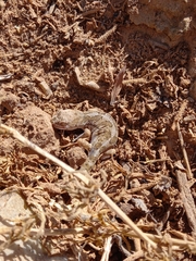 Pachydactylus mariquensis