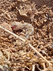 Pachydactylus mariquensis