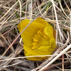 Adonis vernalis