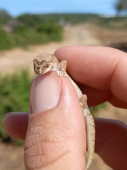 Pachydactylus mariquensis