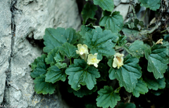 Asarina procumbens