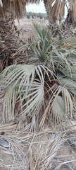 Hyphaene thebaica