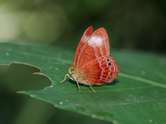 Abisara geza