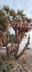 Hyphaene thebaica