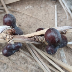 Hyphaene thebaica