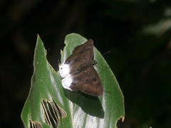 Tagiades gana