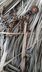 Hyphaene thebaica
