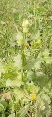 Urospermum picroides
