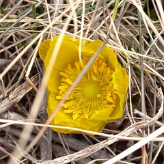 Adonis vernalis