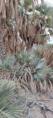 Hyphaene thebaica