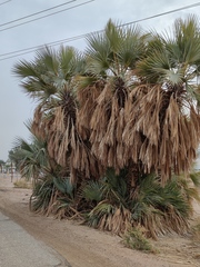Hyphaene thebaica