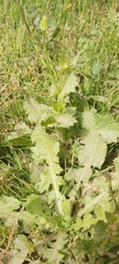 Urospermum picroides