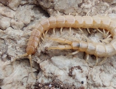 Scolopendra cingulata
