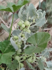 Atriplex holocarpa