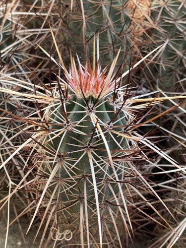 iNaturalist observation photo of Echinocereus engelmannii engelmannii