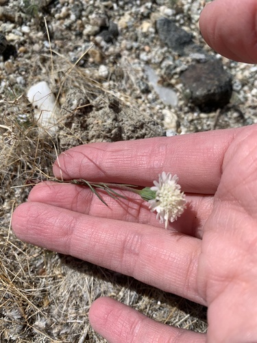 iNaturalist observation photo of Fremont's pincushion