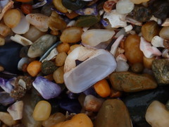 Striarca pisolina