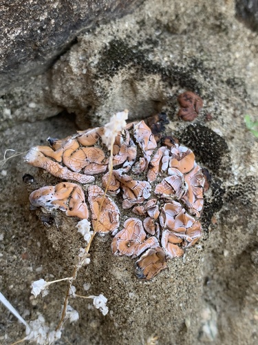 iNaturalist observation photo of Fishscale Lichens