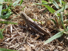 Aiolopus thalassinus dubius