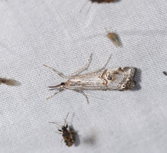 Hednota longipalpella