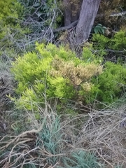 Coleonema pulchellum