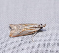 Arotrophora arcuatalis