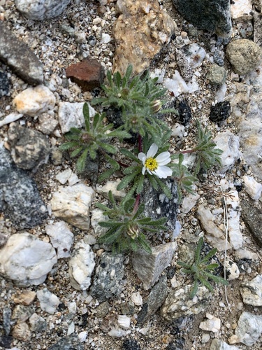 iNaturalist observation photo of Mojave desertstar