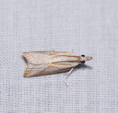 Arotrophora arcuatalis